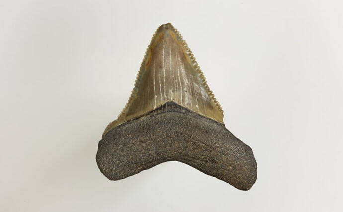 古代の巨大ザメ＜メガロドン＞の生存を脅かした古代生物　全長10m超のライバルたち