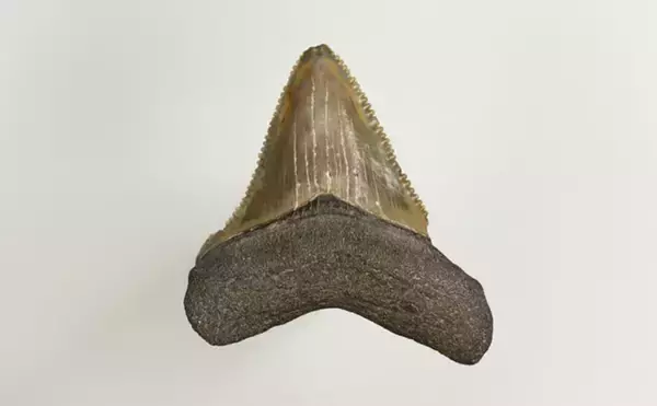 「古代の巨大ザメ＜メガロドン＞の生存を脅かした古代生物　全長10m超のライバルたち」の画像