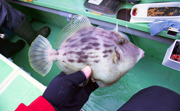 冬の東京湾「船カワハギ釣り」入門　【タックル・誘い方・食べ方を解説】