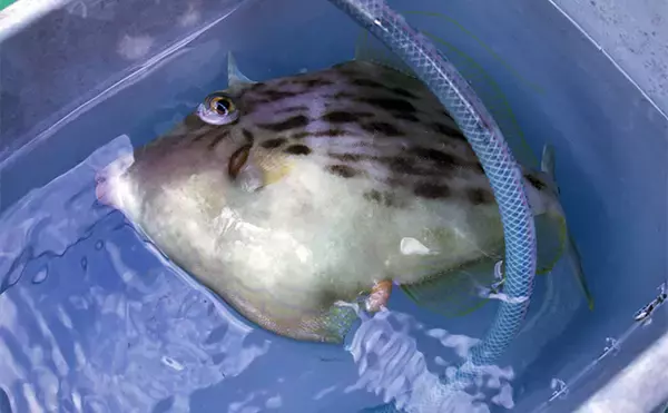 「冬の東京湾「船カワハギ釣り」入門　【タックル・誘い方・食べ方を解説】」の画像