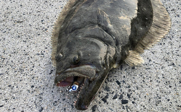 陸っぱりフラットゲームで56cm頭にヒラメ2枚！【瀬戸内】本格シーズン到来の予感