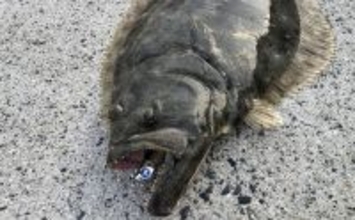 陸っぱりフラットゲームで56cm頭にヒラメ2枚！【瀬戸内】本格シーズン到来の予感