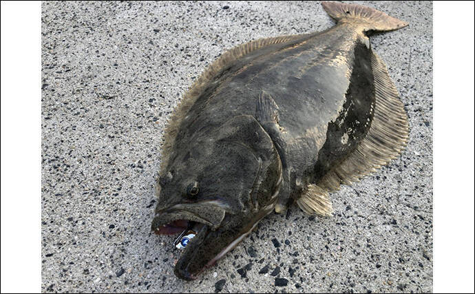 陸っぱりフラットゲームで56cm頭にヒラメ2枚！【瀬戸内】本格シーズン到来の予感