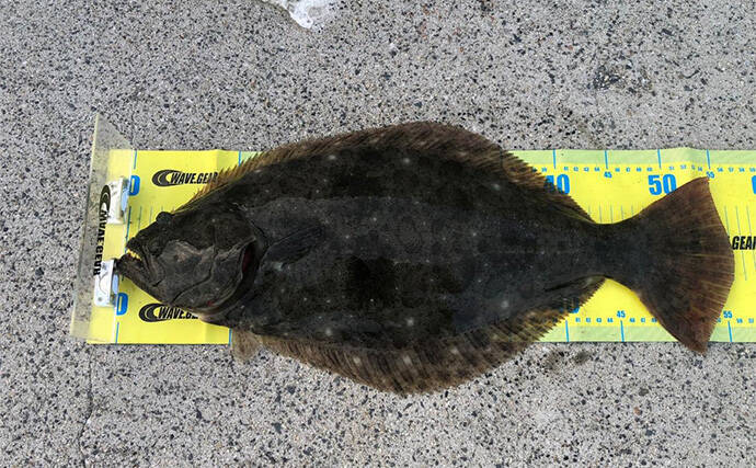 陸っぱりフラットゲームで56cm頭にヒラメ2枚！【瀬戸内】本格シーズン到来の予感