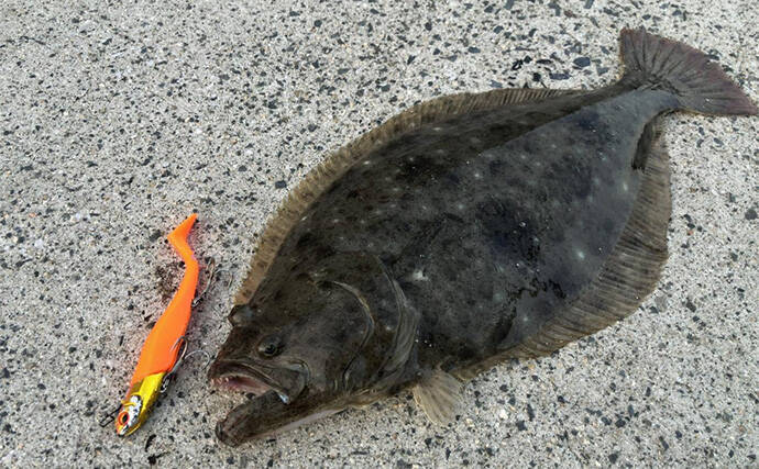 陸っぱりフラットゲームで56cm頭にヒラメ2枚！【瀬戸内】本格シーズン到来の予感