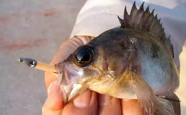 「アミパターン」は早春のメバル狙い最強メソッド　【ポイント・ルアー・アクションを解説】