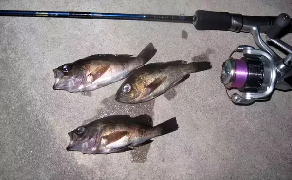 「「アミパターン」は早春のメバル狙い最強メソッド　【ポイント・ルアー・アクションを解説】」の画像