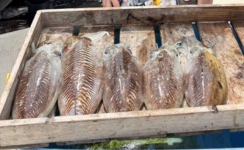 船でのコウイカエギング釣行で本命トップ5尾【神生丸・福岡】ささ身載せたエギにヒット