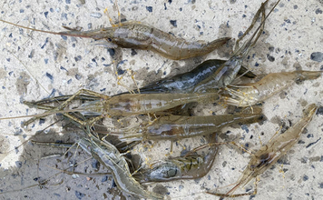木曽川河口のテナガエビ釣りで18cm大型キャッチに成功　アワセのタイミングがキモ