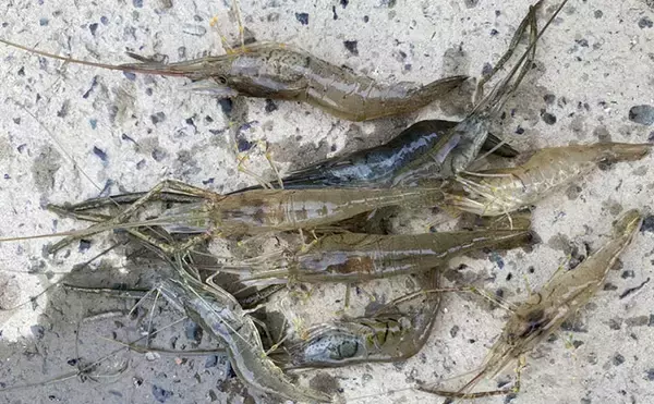 木曽川河口のテナガエビ釣りで18cm大型キャッチに成功　アワセのタイミングがキモ