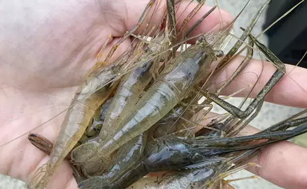 「木曽川河口のテナガエビ釣りで18cm大型キャッチに成功　アワセのタイミングがキモ」の画像