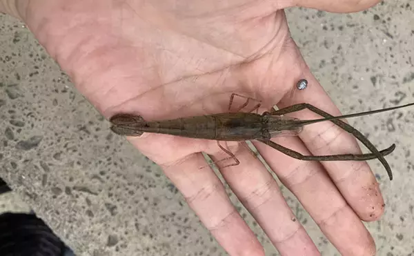 「木曽川河口のテナガエビ釣りで18cm大型キャッチに成功　アワセのタイミングがキモ」の画像