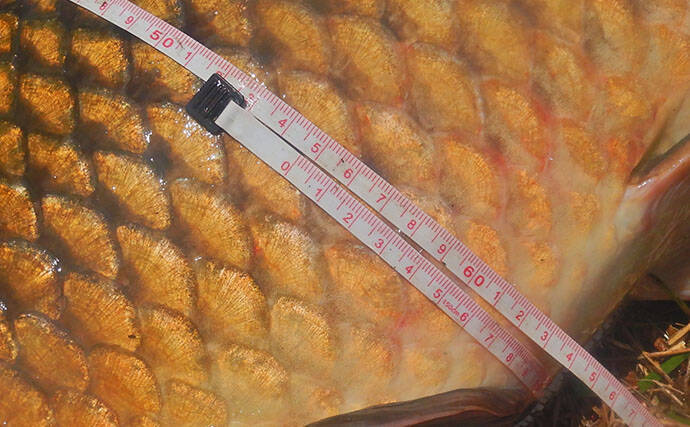 猛暑のびん沼川で86cm＆80cmの良型コイをキャッチ【埼玉】ウキ釣りで大物2尾を攻略