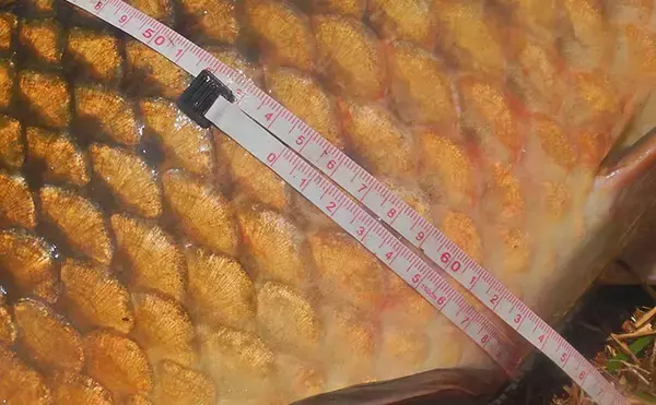 「猛暑のびん沼川で86cm＆80cmの良型コイをキャッチ【埼玉】ウキ釣りで大物2尾を攻略」の画像