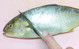 「釣魚で作る「料亭風」レシピ：ネリゴの若狭焼き　優しいだしに漬け込んで」の画像2