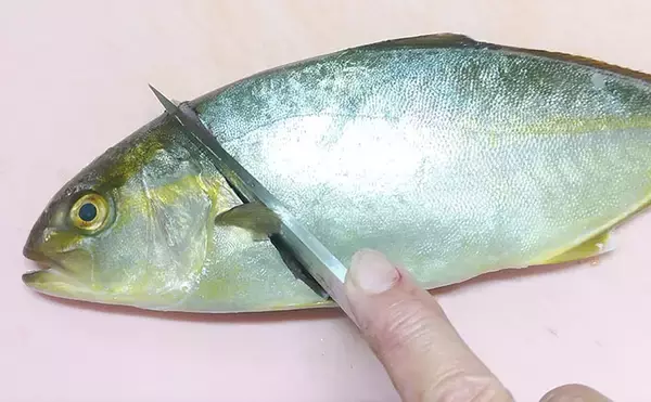 「釣魚で作る「料亭風」レシピ：ネリゴの若狭焼き　優しいだしに漬け込んで」の画像