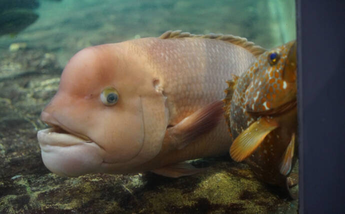 魚はなぜ 性転換 する 1日の間に何度も性が変わる種も存在 22年6月18日 エキサイトニュース