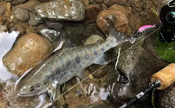 「渓流ルアー釣りのミノーセッティング　【テールフック1本だけはアリ？】」の画像