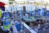 「メ解禁日の東京湾エビメバル釣りに密着【金沢八景・一之瀬丸】本命に加えてカサゴやイシモチも好捕」の画像15