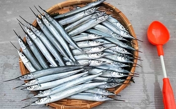 「夫婦合わせて束釣り達成！」敦賀港のサヨリ釣りで本命104匹キャッチ【福井】