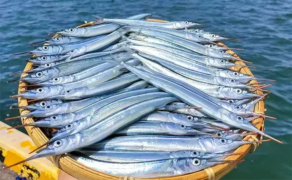 「「夫婦合わせて束釣り達成！」敦賀港のサヨリ釣りで本命104匹キャッチ【福井】」の画像