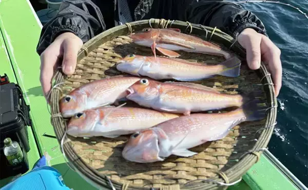 アマダイ釣りは多彩なゲストとの出会いが面白い！【ちがさき丸】本命5匹に多彩なゲスト登場