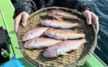 アマダイ釣りは多彩なゲストとの出会いが面白い！【ちがさき丸】本命5匹に多彩なゲスト登場