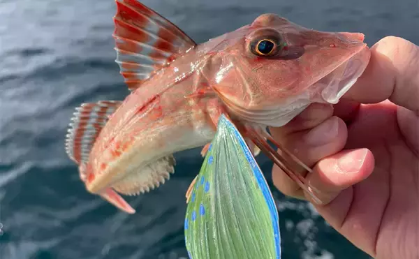 「アマダイ釣りは多彩なゲストとの出会いが面白い！【ちがさき丸】本命5匹に多彩なゲスト登場」の画像