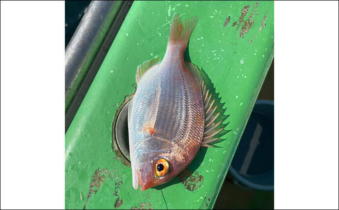 アマダイ釣りは多彩なゲストとの出会いが面白い！【ちがさき丸】本命5匹に多彩なゲスト登場