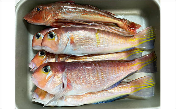 アマダイ釣りは多彩なゲストとの出会いが面白い！【ちがさき丸】本命5匹に多彩なゲスト登場
