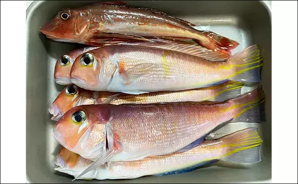 「アマダイ釣りは多彩なゲストとの出会いが面白い！【ちがさき丸】本命5匹に多彩なゲスト登場」の画像