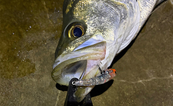 泉大津でのメバリング釣行で55cm頭にシーバス連発【大阪】 メバルは顔見ず