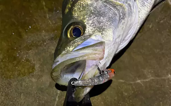 泉大津でのメバリング釣行で55cm頭にシーバス連発【大阪】 メバルは顔見ず