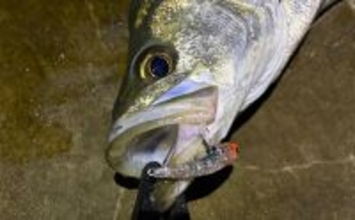泉大津でのメバリング釣行で55cm頭にシーバス連発【大阪】 メバルは顔見ず