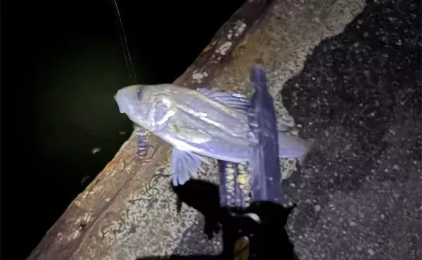 「泉大津でのメバリング釣行で55cm頭にシーバス連発【大阪】 メバルは顔見ず」の画像