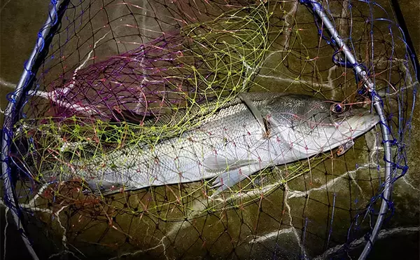 「泉大津でのメバリング釣行で55cm頭にシーバス連発【大阪】 メバルは顔見ず」の画像