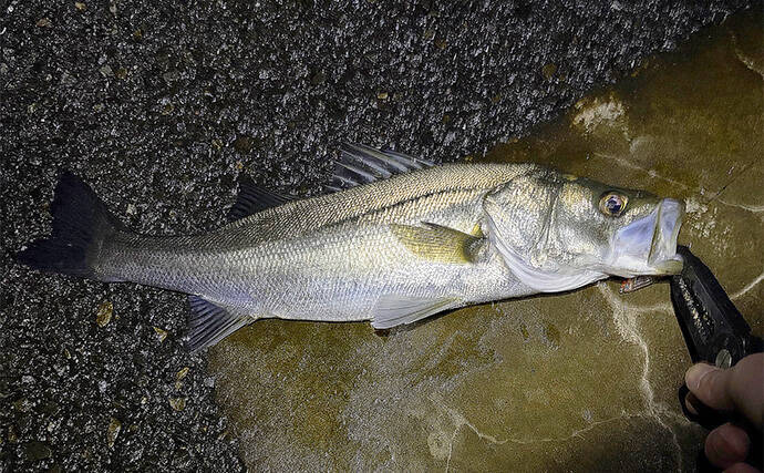 泉大津でのメバリング釣行で55cm頭にシーバス連発【大阪】 メバルは顔見ず