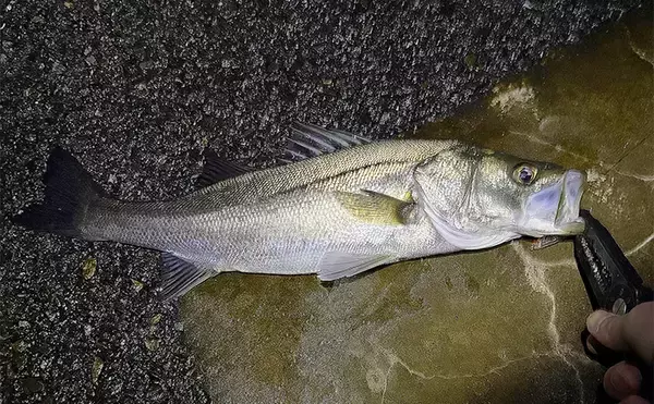 「泉大津でのメバリング釣行で55cm頭にシーバス連発【大阪】 メバルは顔見ず」の画像