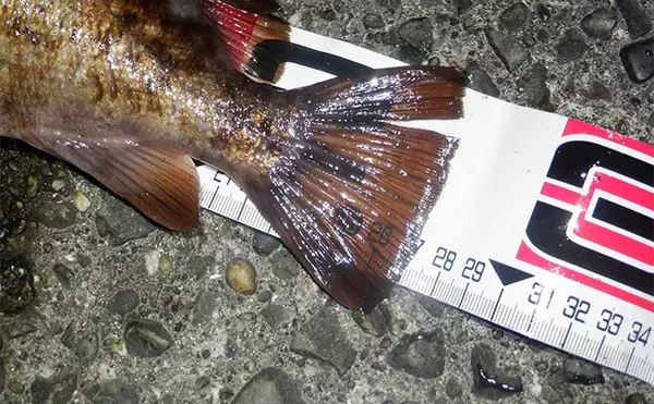 「堤防メバリングで28cmメバルを好捕【千葉・勝浦】 尺メバルを狙える条件とは？」の画像