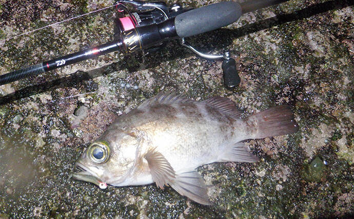 堤防メバリングで28cmメバルを好捕【千葉・勝浦】 尺メバルを狙える条件とは？