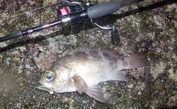 「堤防メバリングで28cmメバルを好捕【千葉・勝浦】 尺メバルを狙える条件とは？」の画像