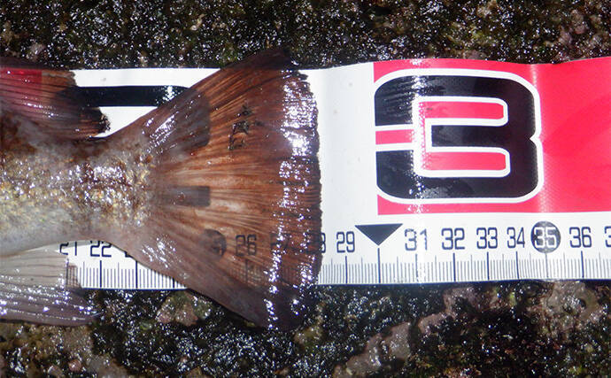 堤防メバリングで28cmメバルを好捕【千葉・勝浦】 尺メバルを狙える条件とは？