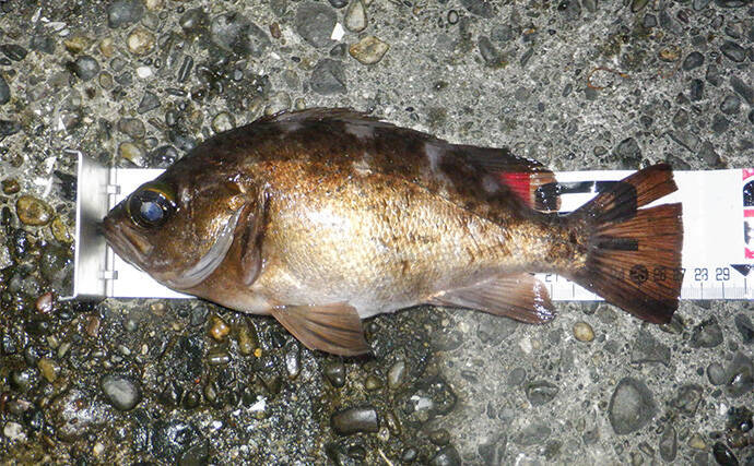 堤防メバリングで28cmメバルを好捕【千葉・勝浦】 尺メバルを狙える条件とは？