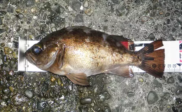 「堤防メバリングで28cmメバルを好捕【千葉・勝浦】 尺メバルを狙える条件とは？」の画像