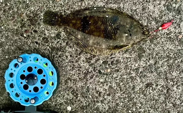 ヘチ釣りで想定外のカレイをキャッチ！【三重】夕マヅメにヒット