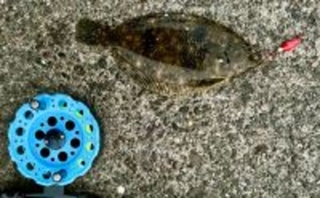 ヘチ釣りで想定外のカレイをキャッチ！【三重】夕マヅメにヒット