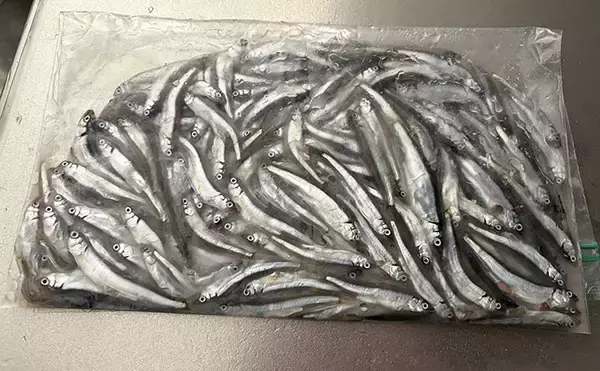 「天ぷらが最高！」エサなしの堤防サビキ釣りで稚鮎142匹【北茨城】