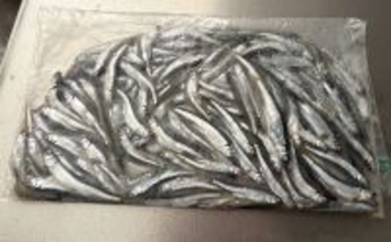 「天ぷらが最高！」エサなしの堤防サビキ釣りで稚鮎142匹【北茨城】