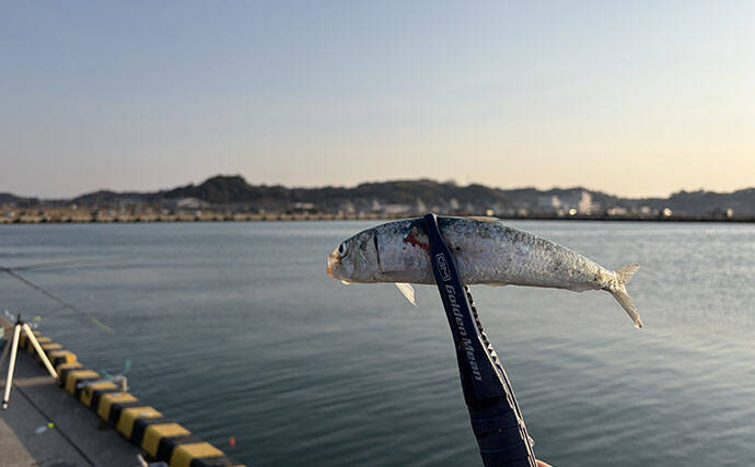 「天ぷらが最高！」エサなしの堤防サビキ釣りで稚鮎142匹【北茨城】