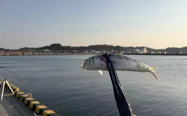 「「天ぷらが最高！」エサなしの堤防サビキ釣りで稚鮎142匹【北茨城】」の画像